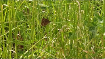 Sarah caught a glimpse of a ringlet butterfly 