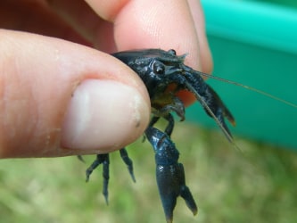 Native white-clawed crayfish