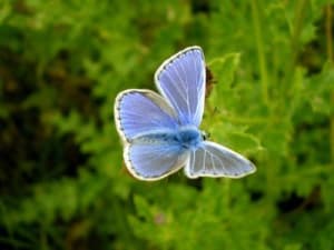 Common Blue Butterfly at Lark Rise Farm