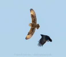 Short eared owl and corvid 