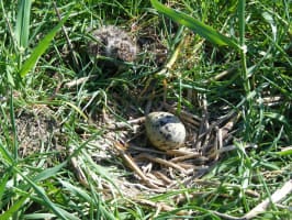 Lapwing chick and egg