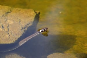 Grass Snake swimming 