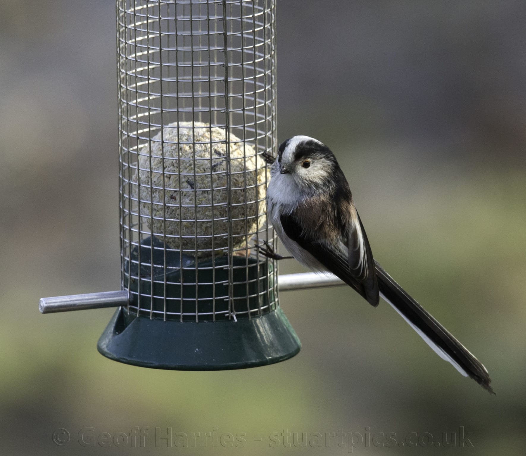 Long tailed tit on feeder