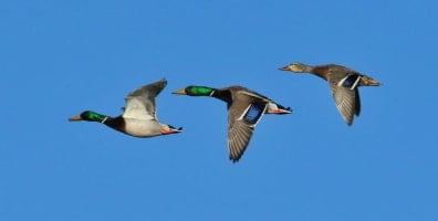 Two male, one female mallard ducks