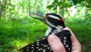 Great Woodpecker 