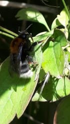 Queen Tree bumblebee