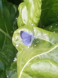 Holy Blue Butterfly 