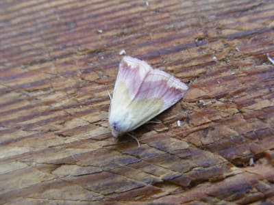 Beautiful Marbled Moth