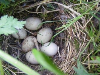 Six mallard eggs 5th May 2020