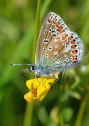 Common Blue Butterfly on Birdsfoot Trefoil