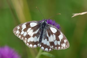 Marbled White Butterfly 