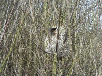 Long-tailed Tit Nest 