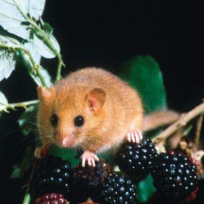 Dormouse and berries