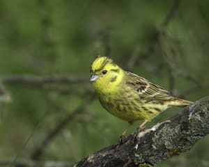 Yellowhammer on a branch Geoff Harries