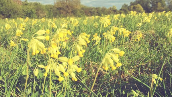 The cowslips have arrived
