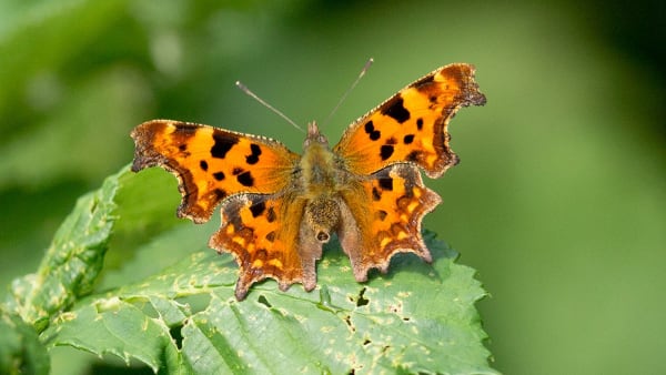 Comma Butterfly Puzzle