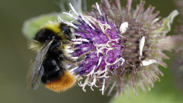 Red-tailed bumblebee Puzzle