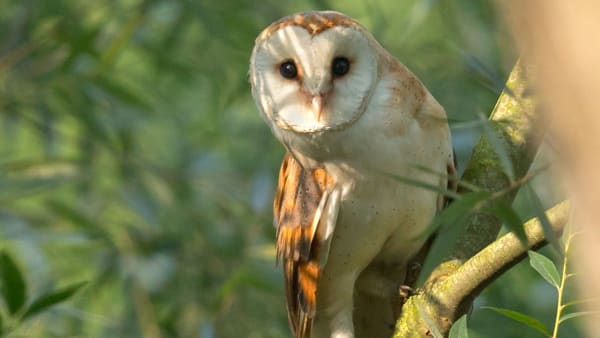 Barn owl in tree Puzzle - Very Hard