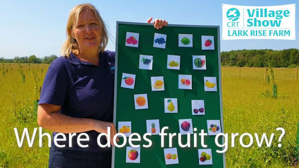 Where does fruit grow, do you know?