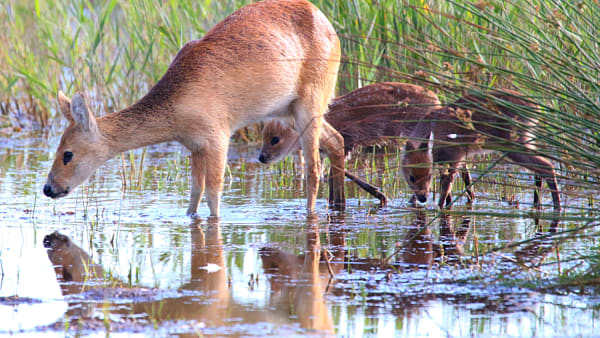 Great Fens, mammals and how many Chinese water deer?