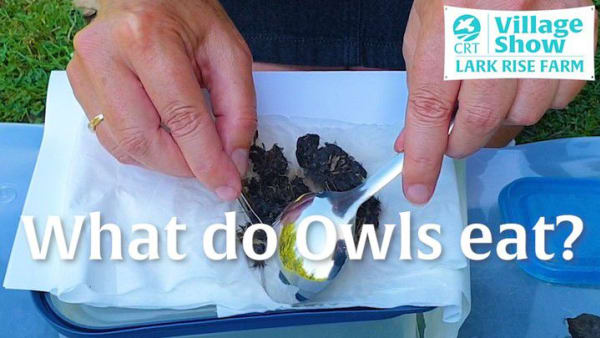 Dissecting an owl pellet!