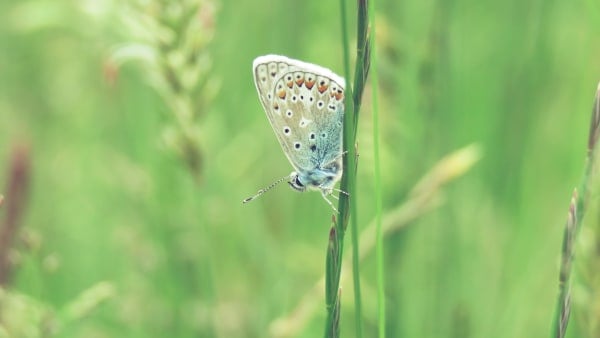 Surveying butterflies as biological indicators