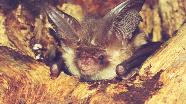The CRT goes batty about bats