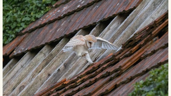 Bere Marsh Barn Owls feature on BBC