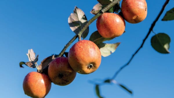 Sponsor a tree at Bere Marsh Orchard