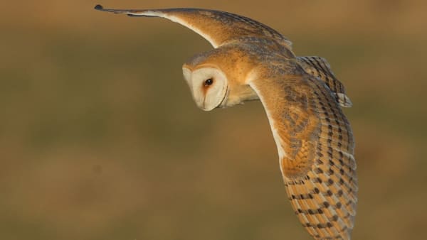 Barn owl numbers predicted to fly high in 2021