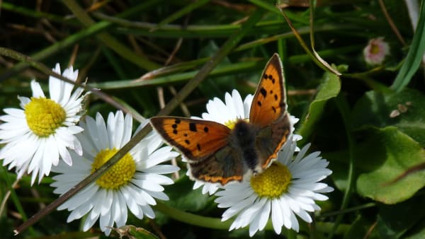 What is a butterfly transect and how does it work?