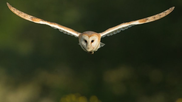 Support barn owls on CRT properties