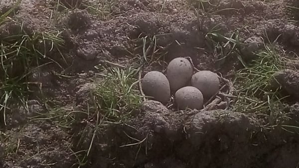 Egg-citing lapwing news