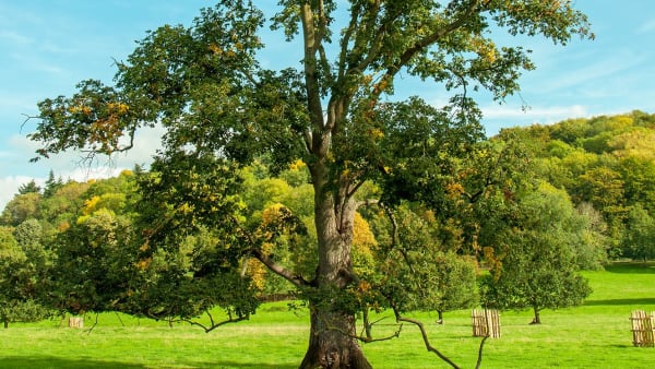 Help us plant pioneering elm trees