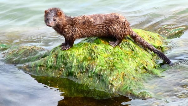 Size matters - a method of estimating the age of male mink